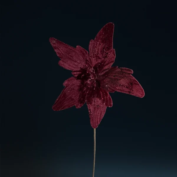 BOX DE 6POINSETTIA  BURGUNDY